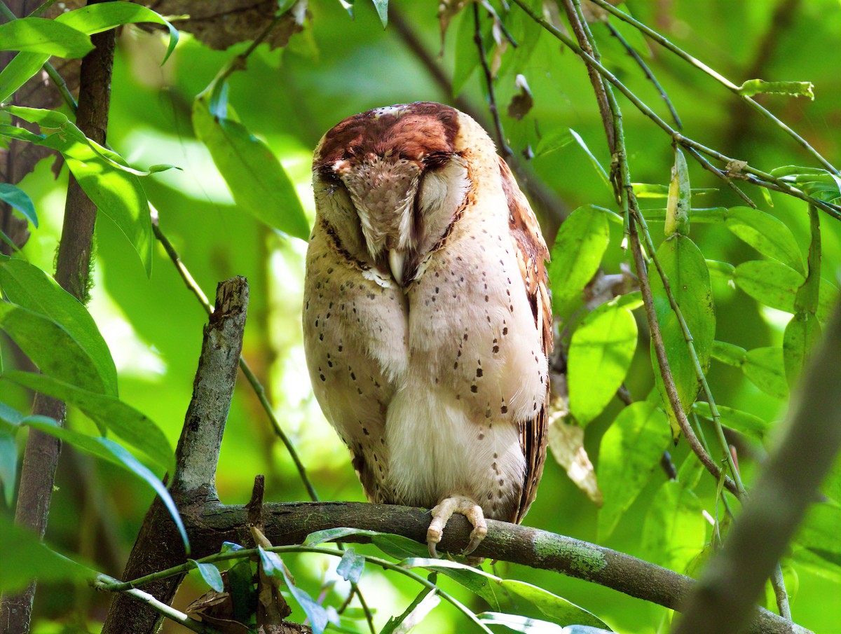 Sri Lanka Bay-Owl - ML529736681