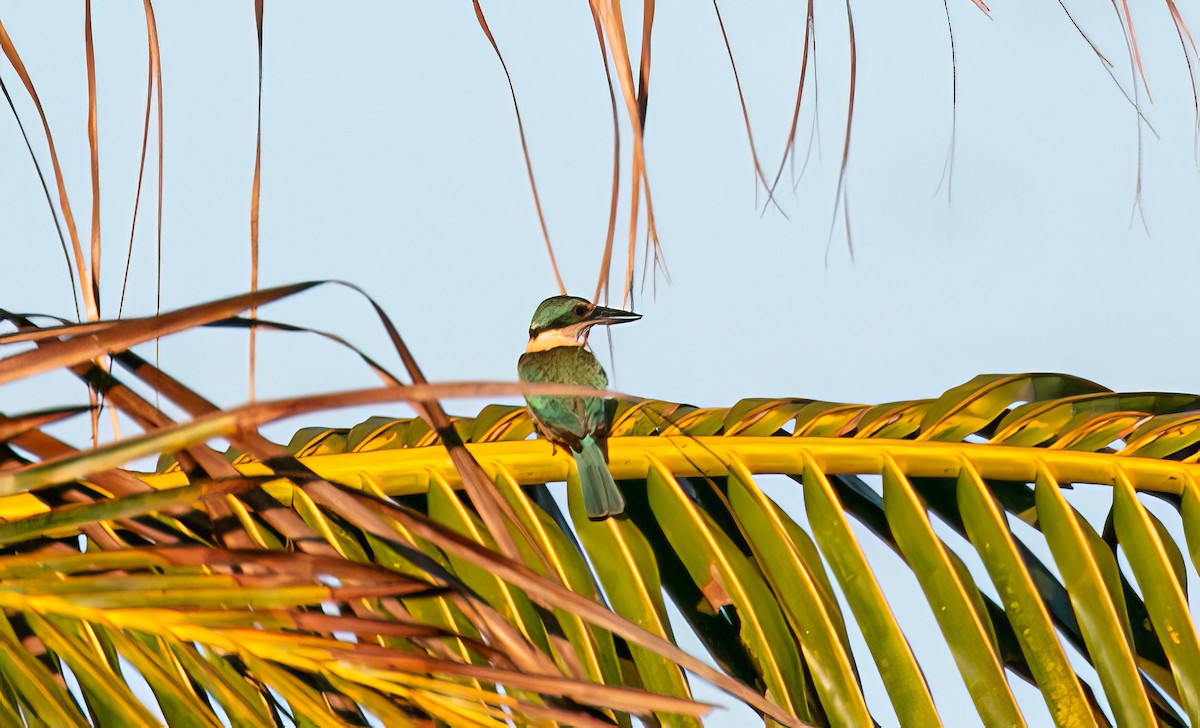 Sacred Kingfisher (Australasian) - ML529738321