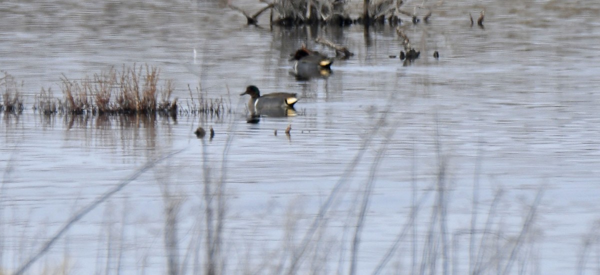 Green-winged Teal - ML529742101