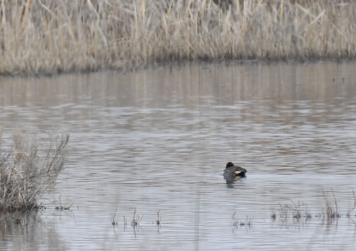 Green-winged Teal - ML529742111