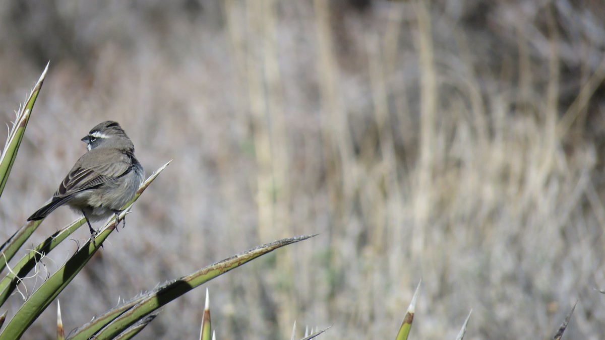 Black-throated Sparrow - ML529744661