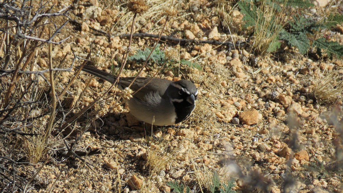 Black-throated Sparrow - ML529744671