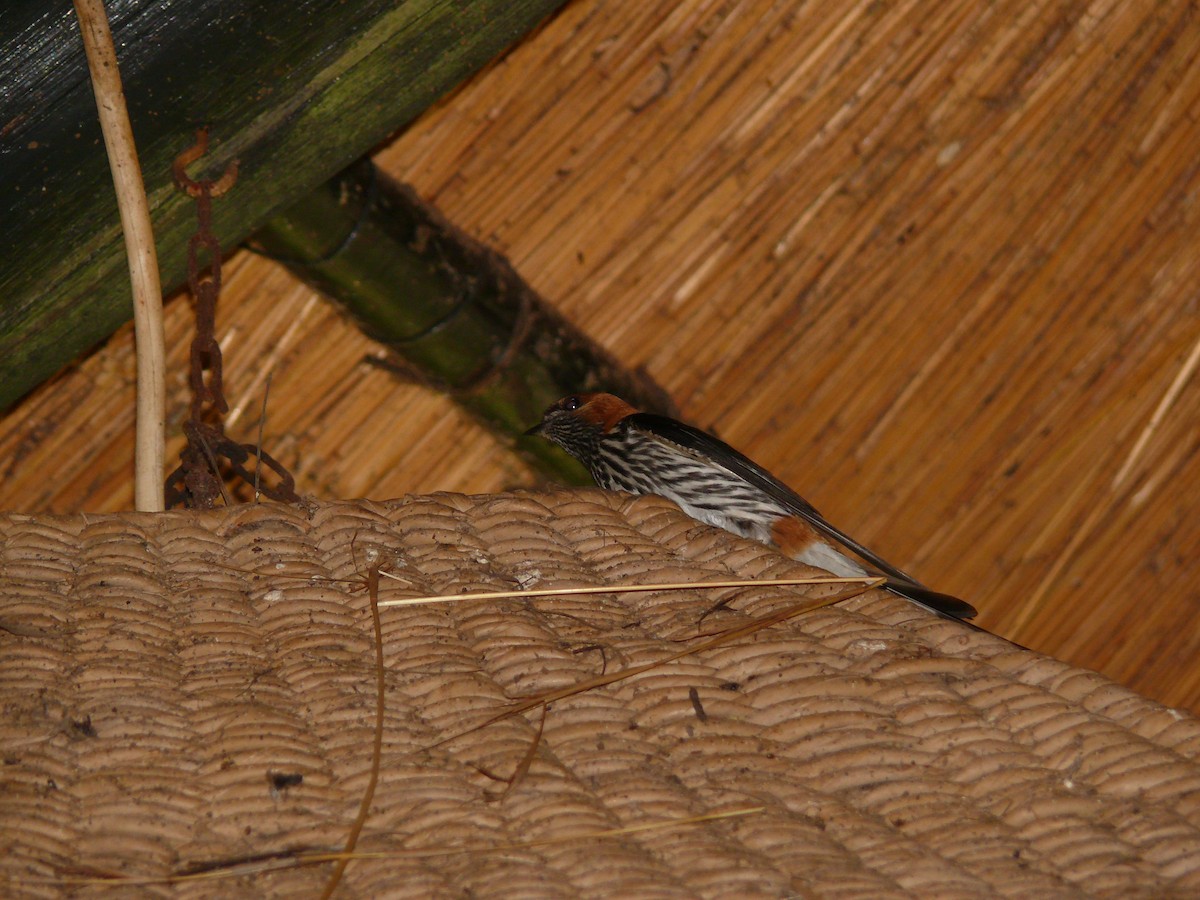 Lesser Striped Swallow - ML529745481