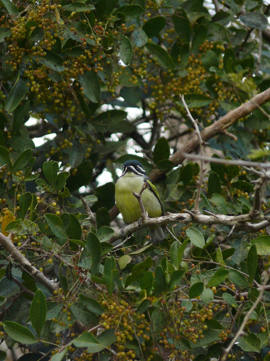 Yellow-rumped Tinkerbird (Yellow-rumped) - ML529745951