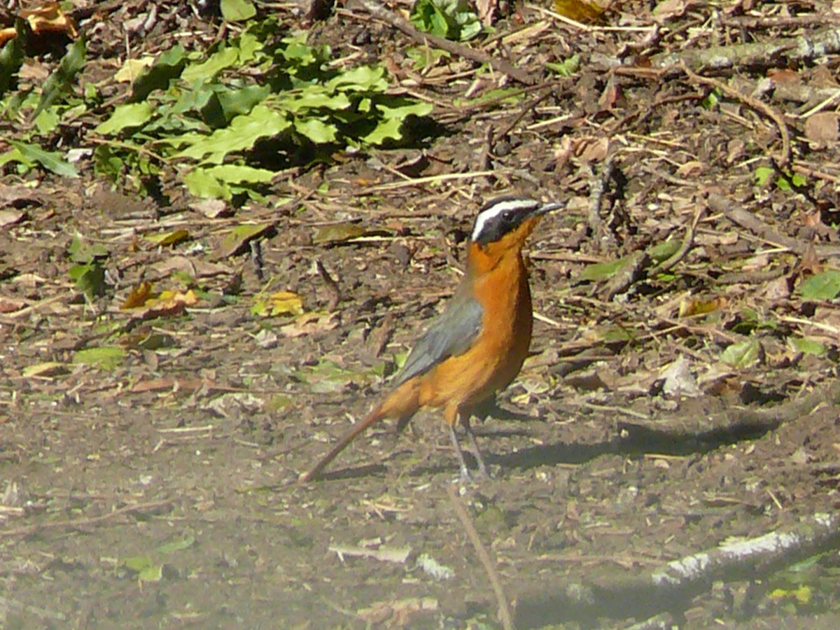 White-browed Robin-Chat - ML529746091