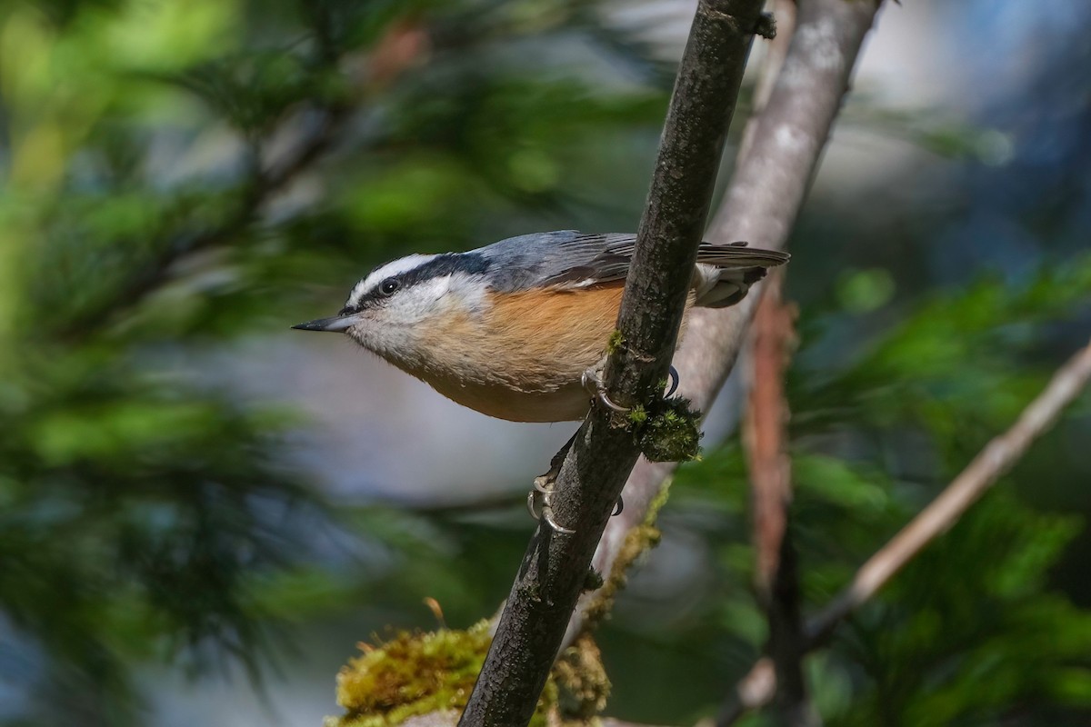 Red-breasted Nuthatch - ML529746311