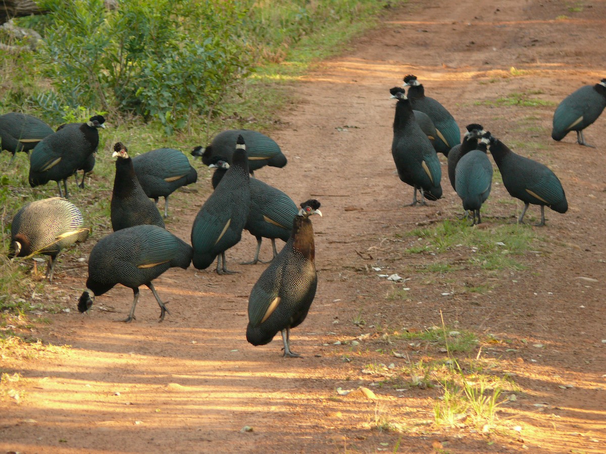 Southern Crested Guineafowl - ML529746711
