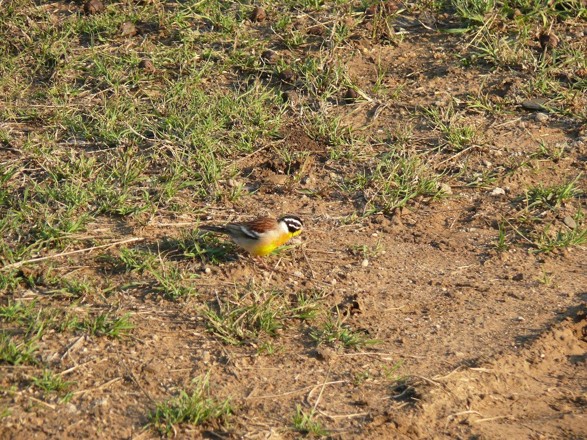 Golden-breasted Bunting - ML529746751