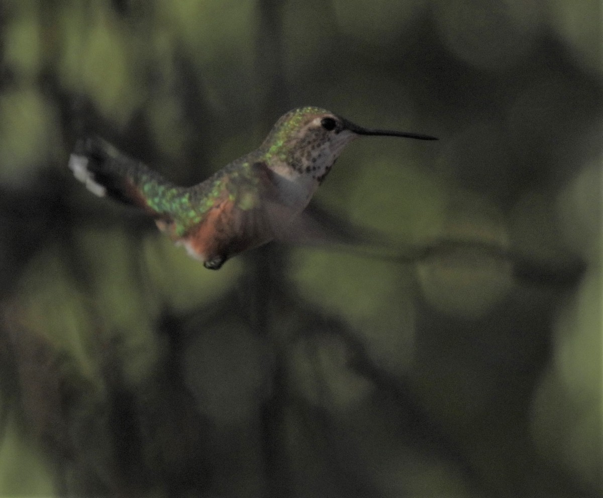 Rufous Hummingbird - ML529747191