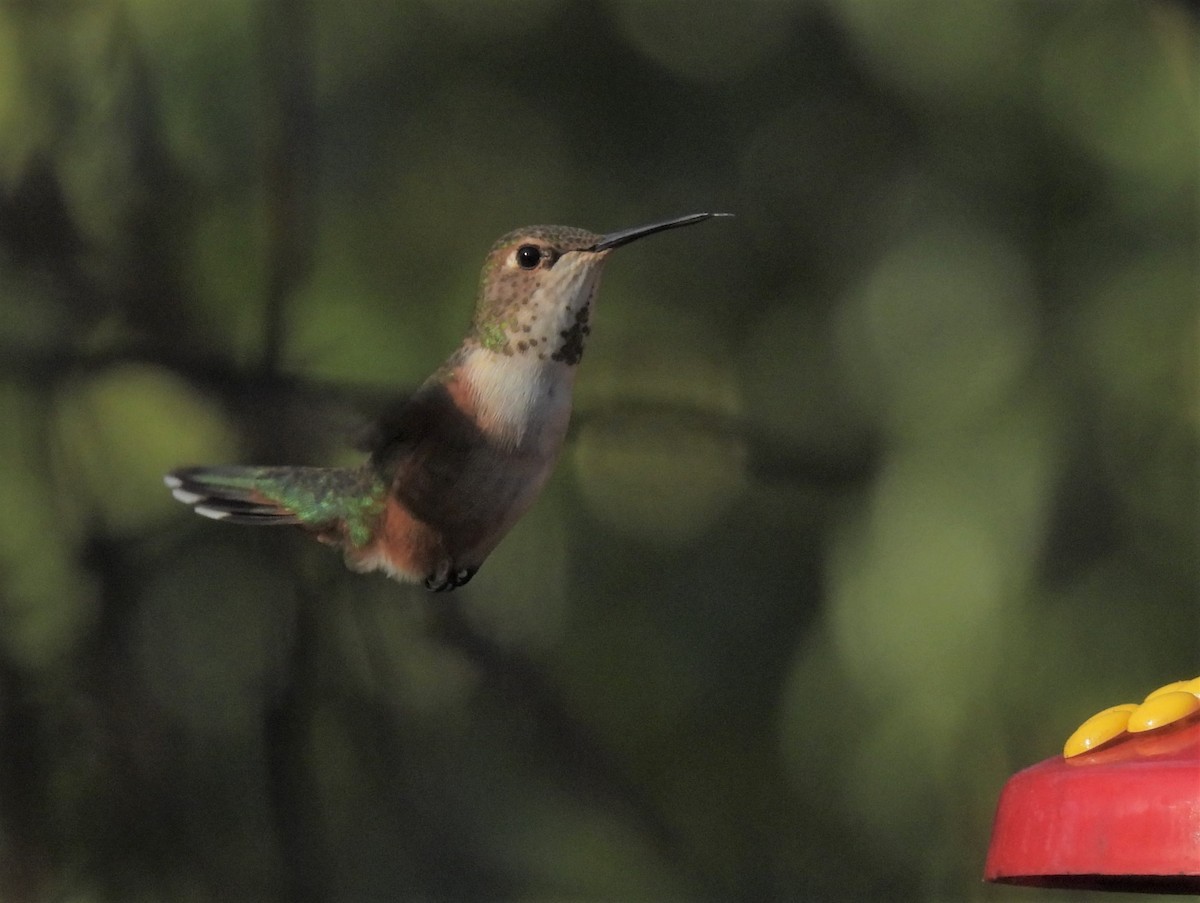 Rufous Hummingbird - ML529747201