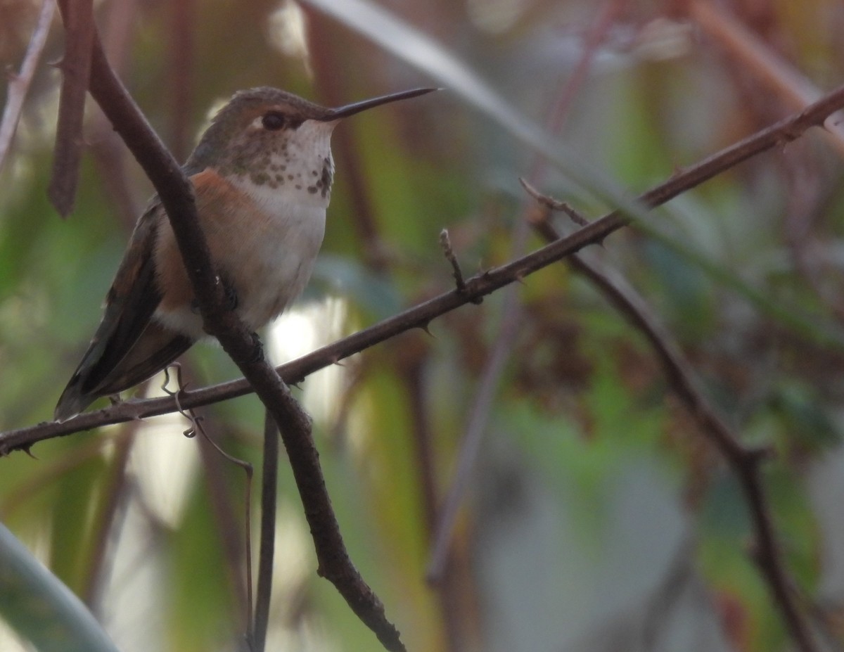 Rufous Hummingbird - ML529747211