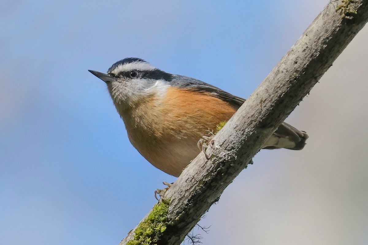 Red-breasted Nuthatch - ML529748451