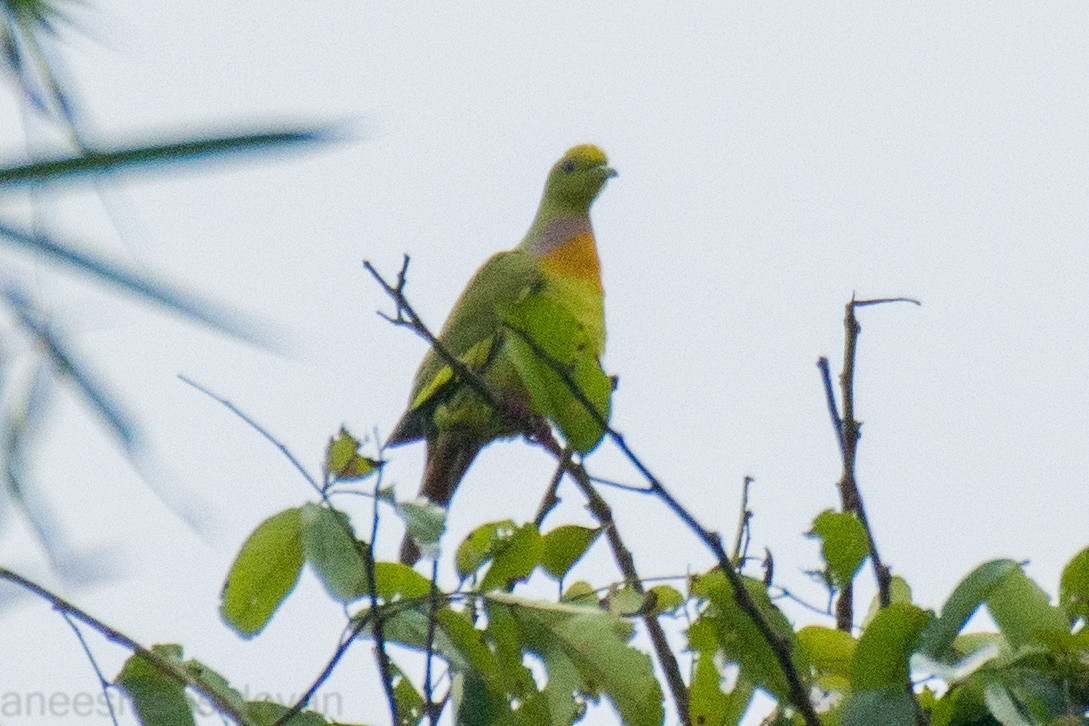 Orange-breasted Green-Pigeon - ML529751681