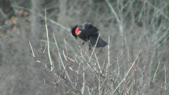Red-winged Blackbird (Red-winged) - ML529751851