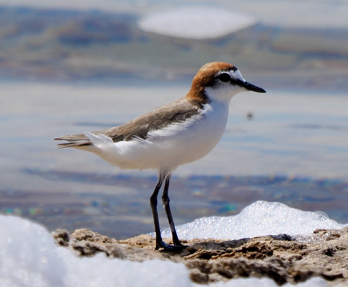 Red-capped Plover - ML529752911