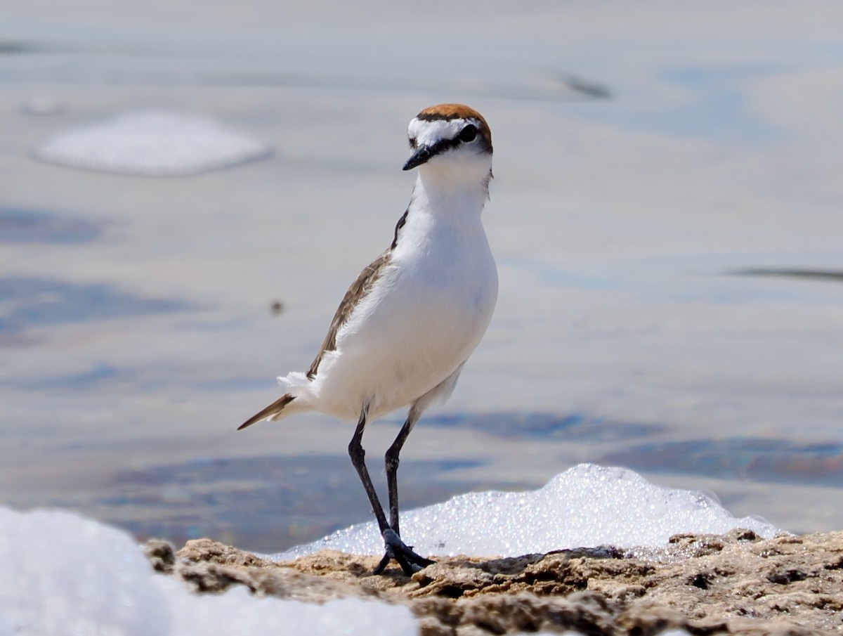 Red-capped Plover - ML529752921