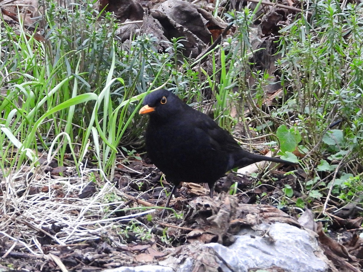 Eurasian Blackbird - ML529753341