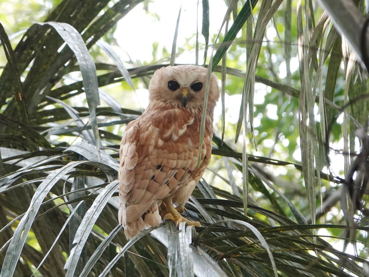 Rufous Fishing-Owl - ML529754431