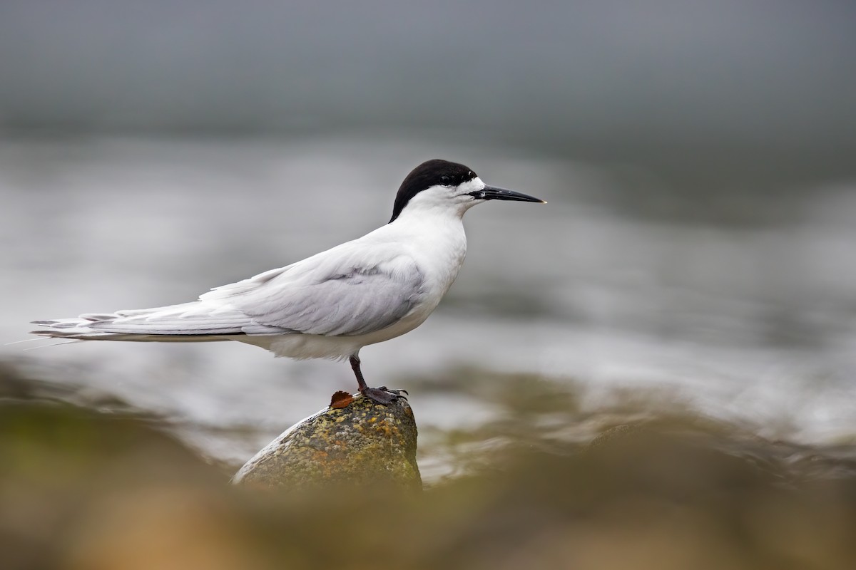 White-fronted Tern - ML529755211