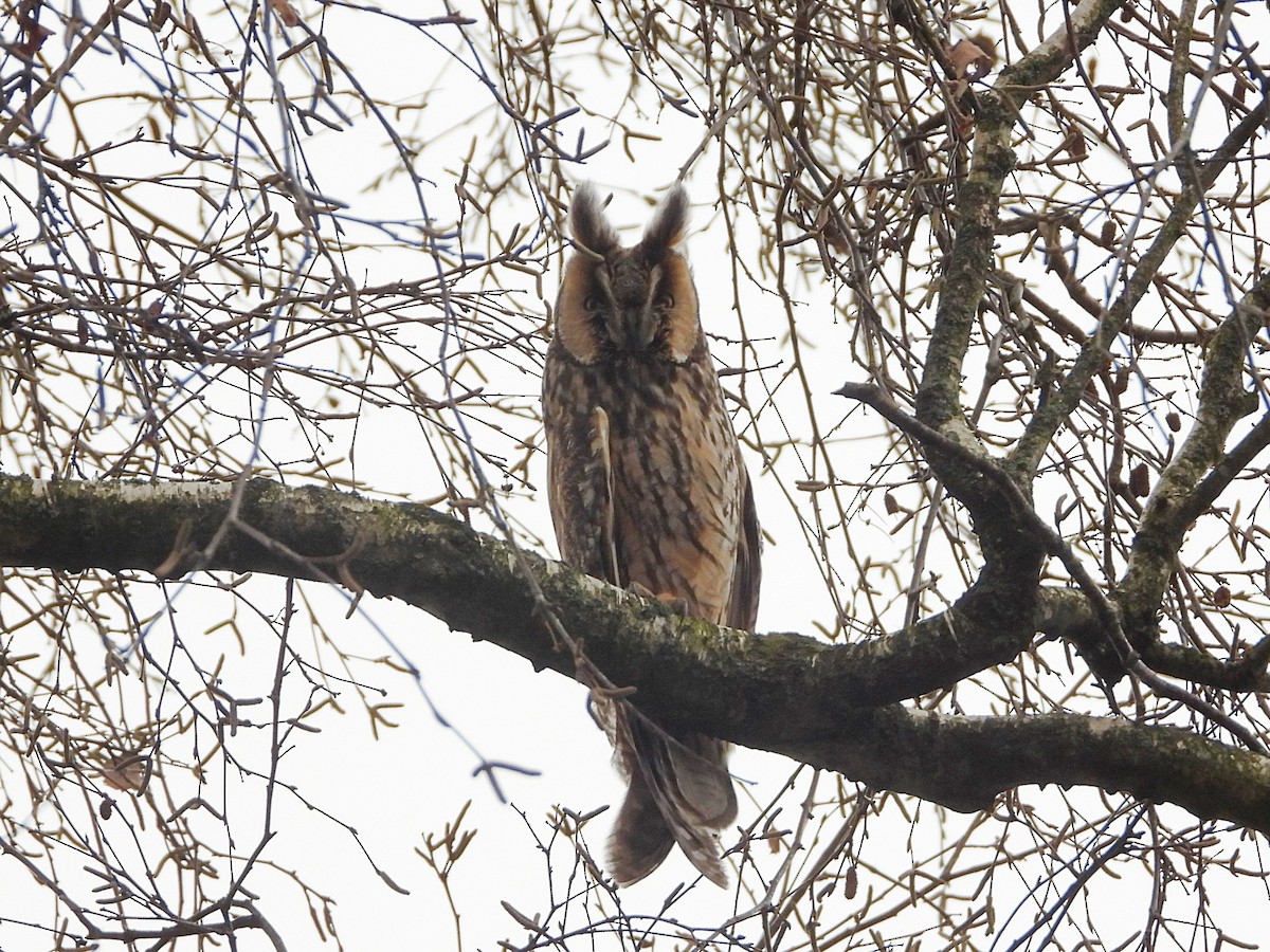 Long-eared Owl - ML529755361