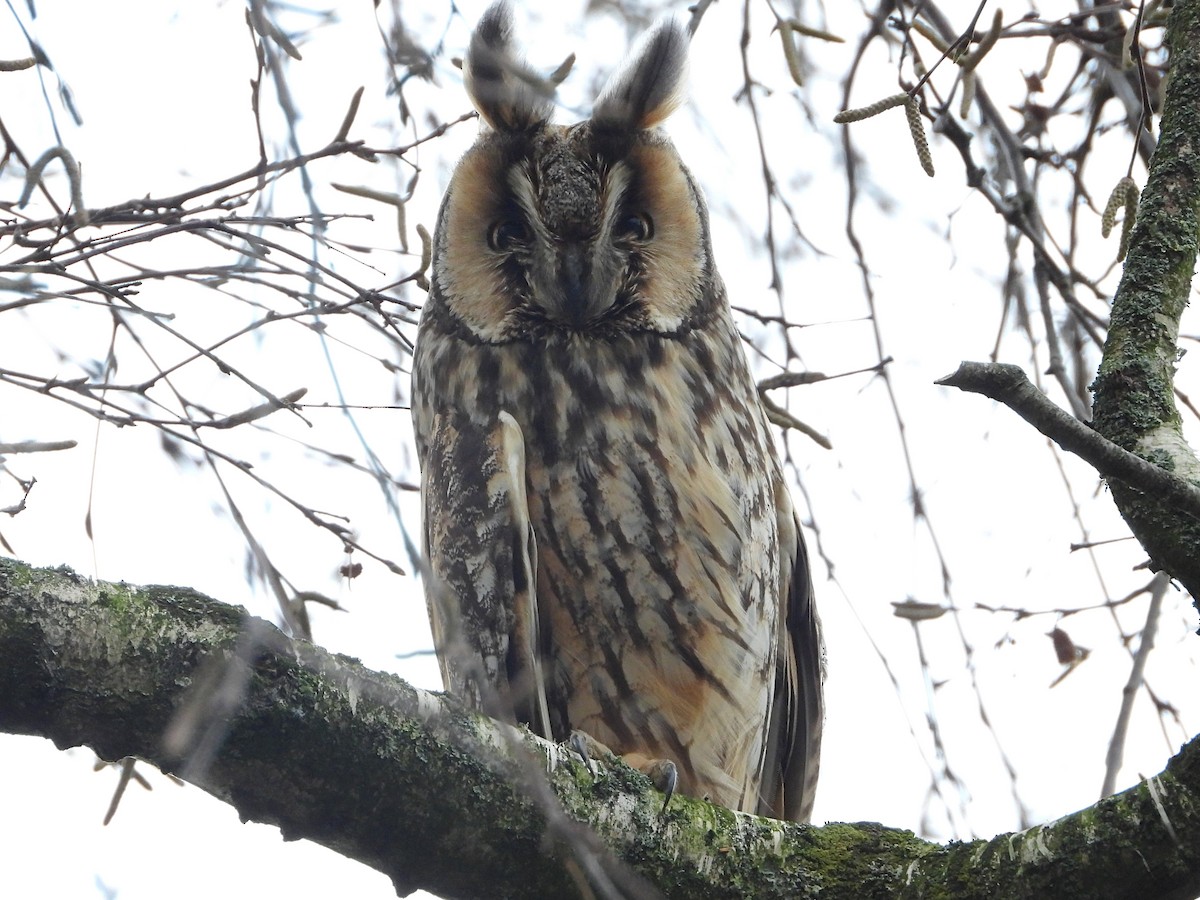 Long-eared Owl - ML529755371