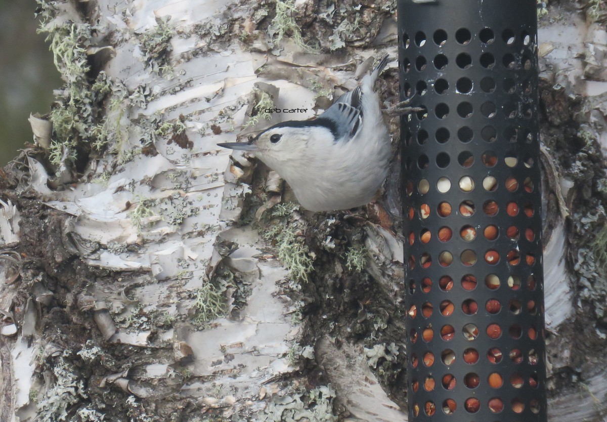 White-breasted Nuthatch - ML52975601