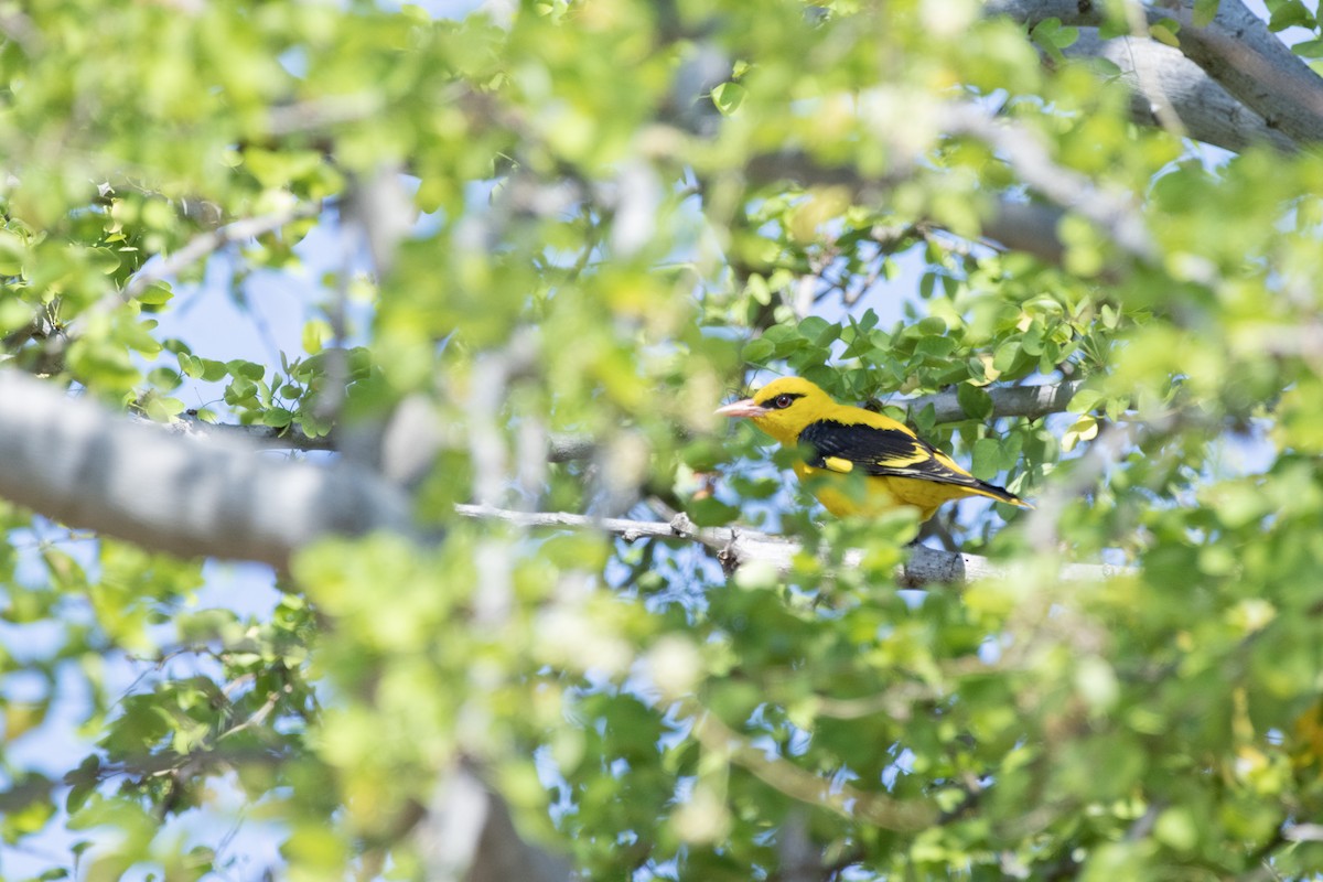 Indian Golden Oriole - ML529758081