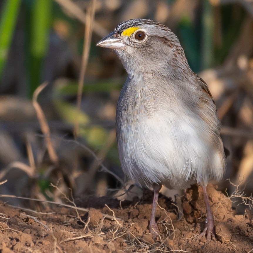 Grassland Sparrow - Jean-Louis  Carlo