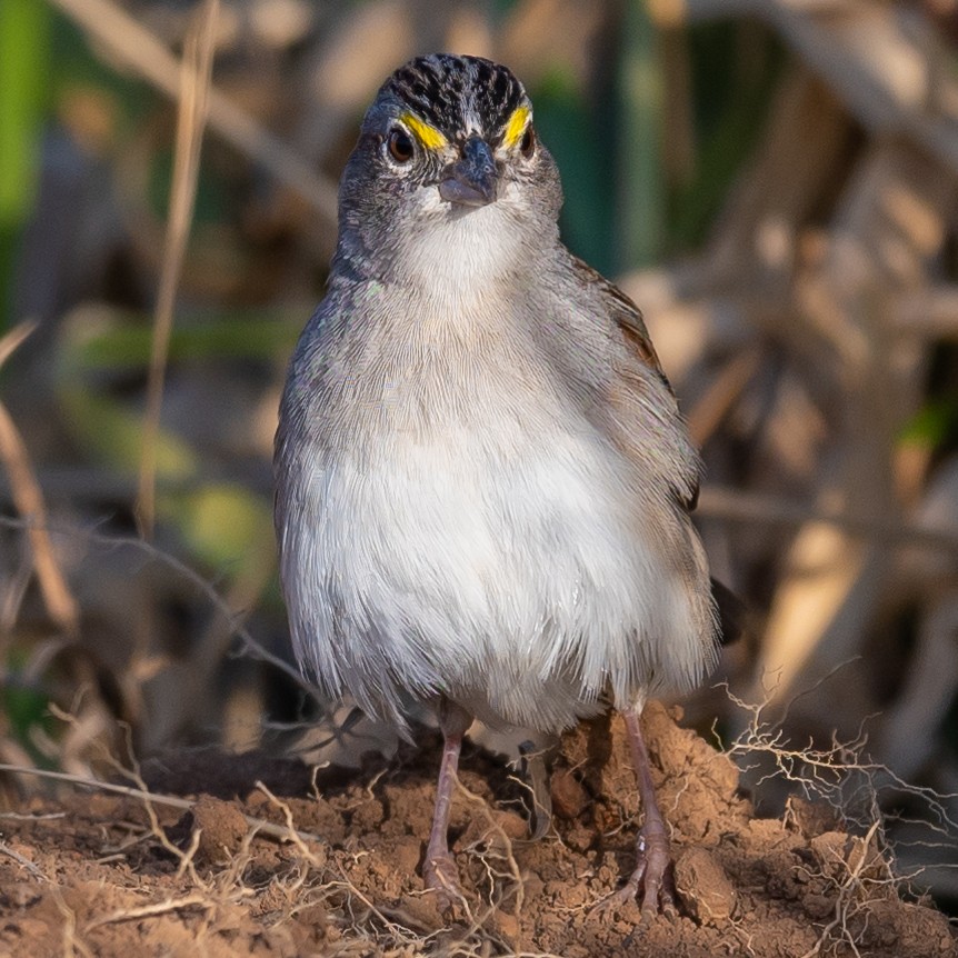 Grassland Sparrow - ML529758881
