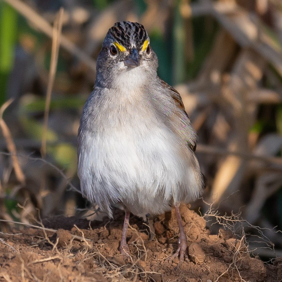 Grassland Sparrow - ML529758891
