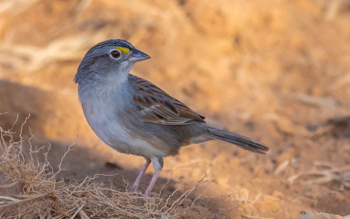 Grassland Sparrow - ML529758901