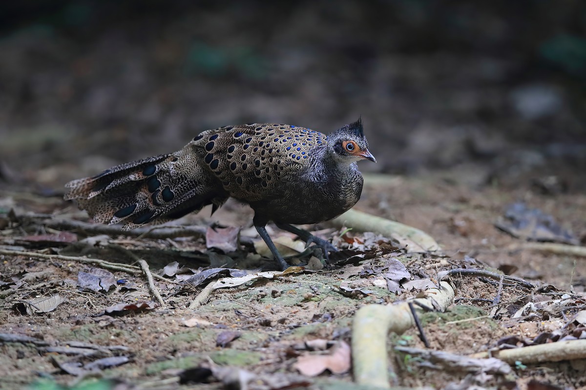 Malayan Peacock-Pheasant - Chun Fai LO