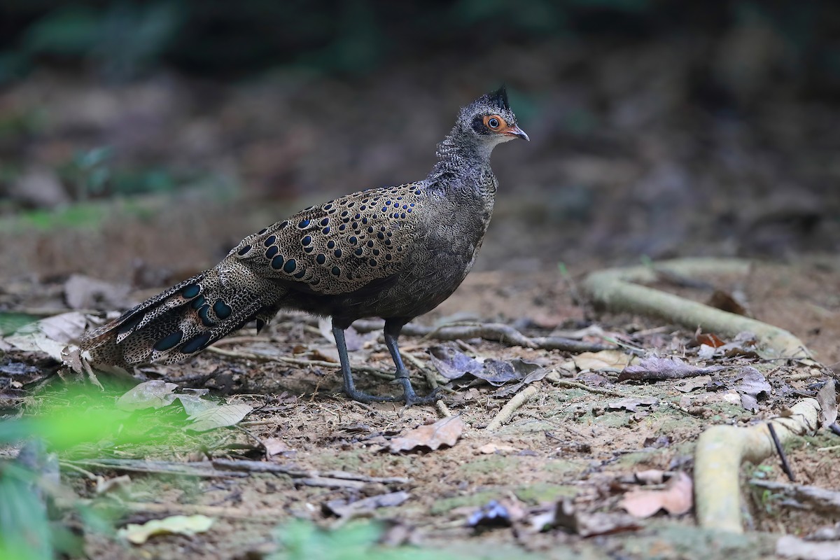 Malayan Peacock-Pheasant - ML529759481
