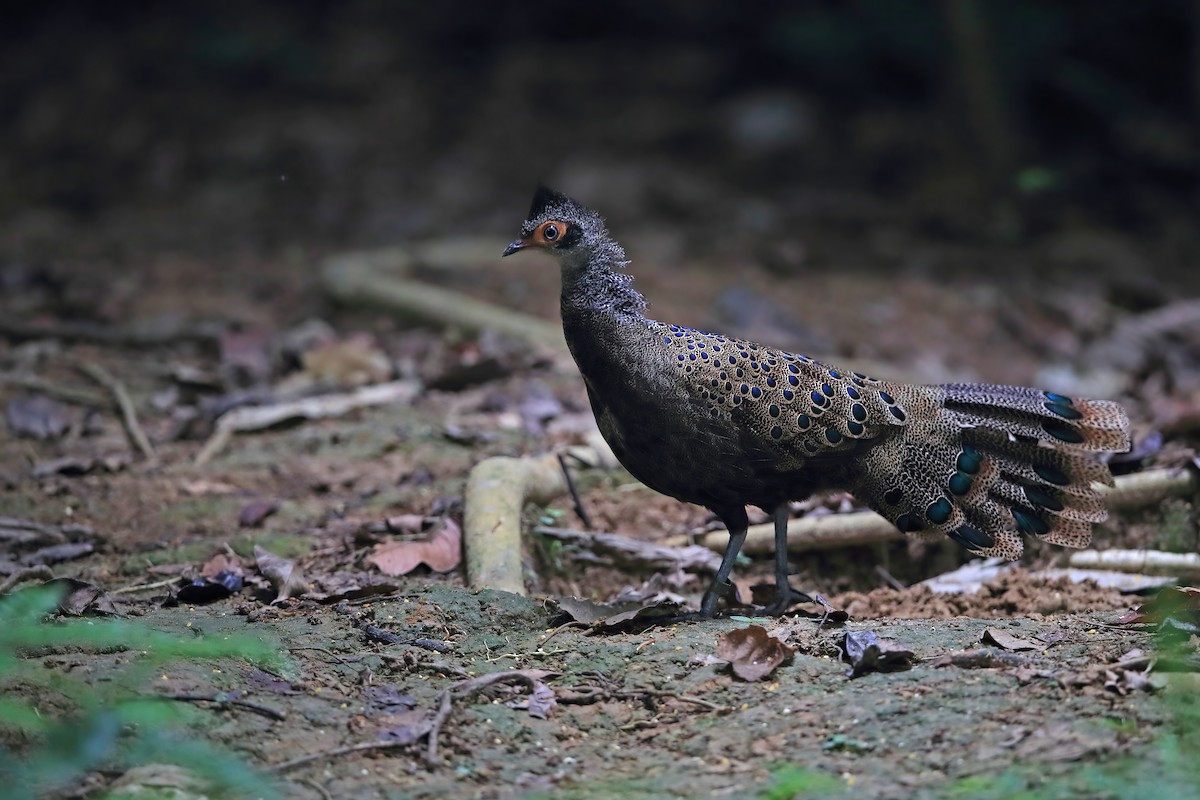Malayan Peacock-Pheasant - ML529759491