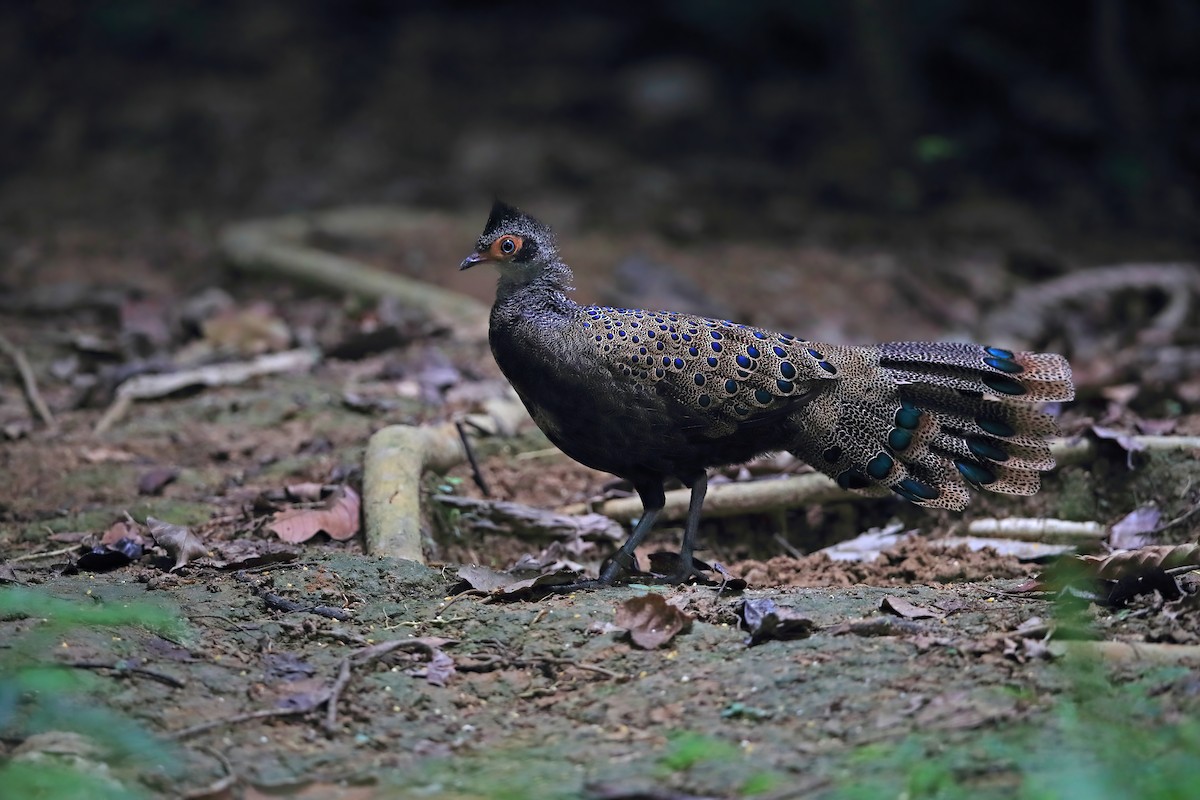 Malayan Peacock-Pheasant - ML529759501