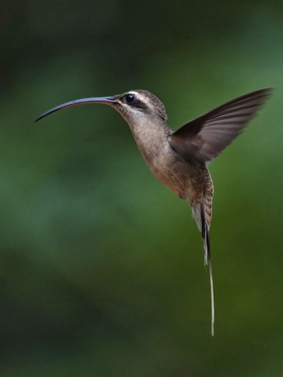 Long-tailed Hermit - ML529760761
