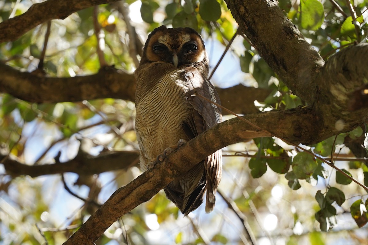 Brown Wood-Owl - ML529770541