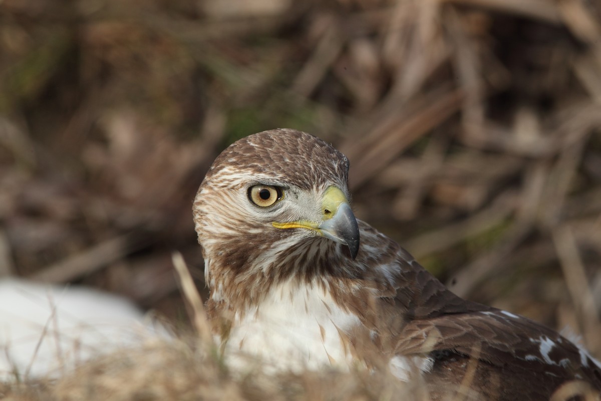 Red-tailed Hawk (borealis) - ML52977091