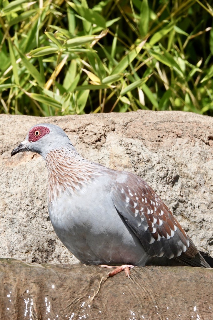 Speckled Pigeon - ML529771071