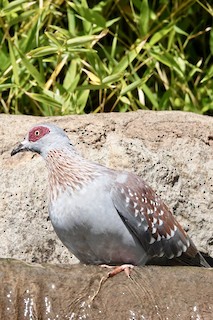 Speckled Pigeon, ML529771071