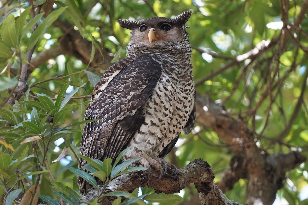 Spot-bellied Eagle-Owl - ML529771751