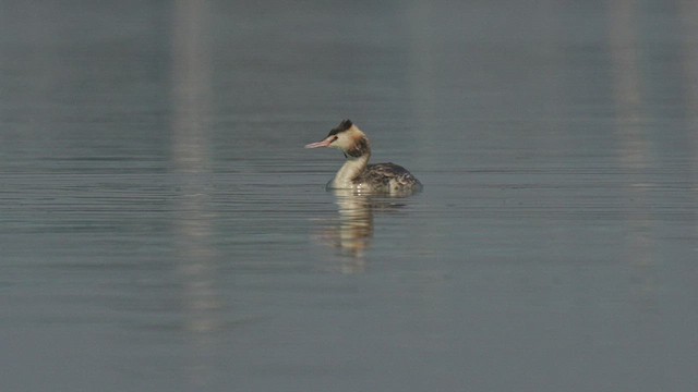 Great Crested Grebe - ML529774711