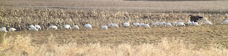 Ross's Goose, ML52977991