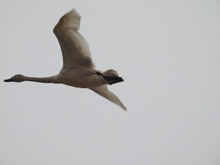 Tundra Swan, ML529781241
