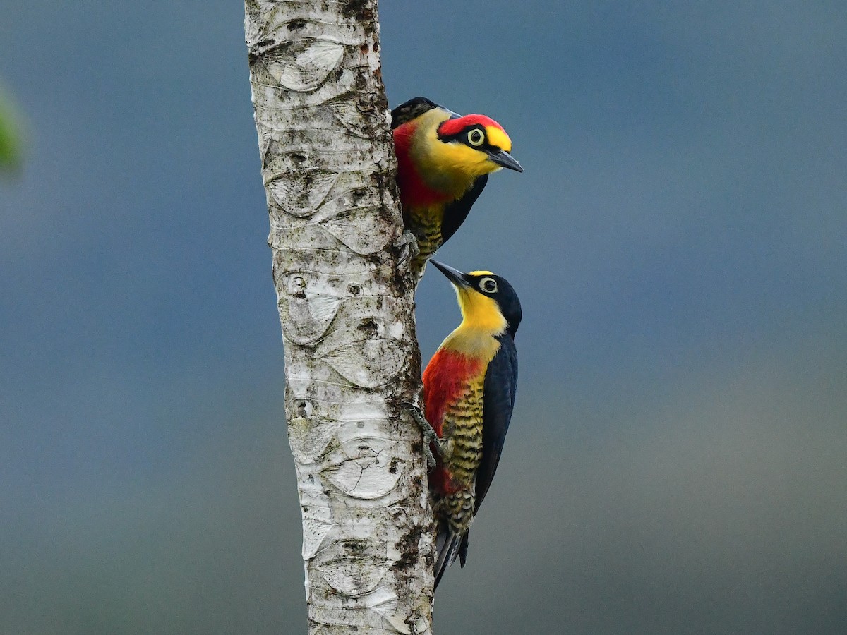 Yellow-fronted Woodpecker - Xueping & Stephan Popp
