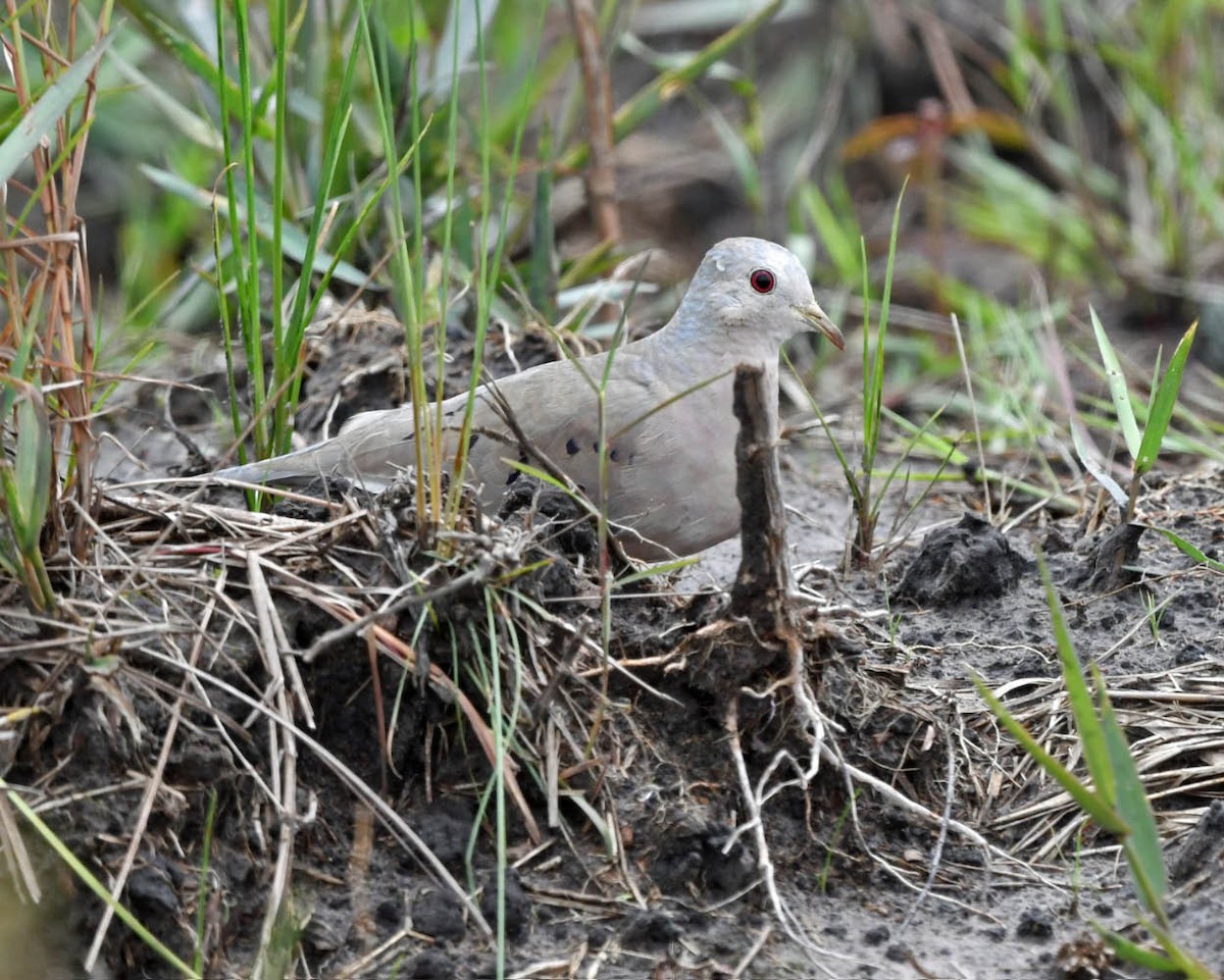 Plain-breasted Ground Dove - ML529793301