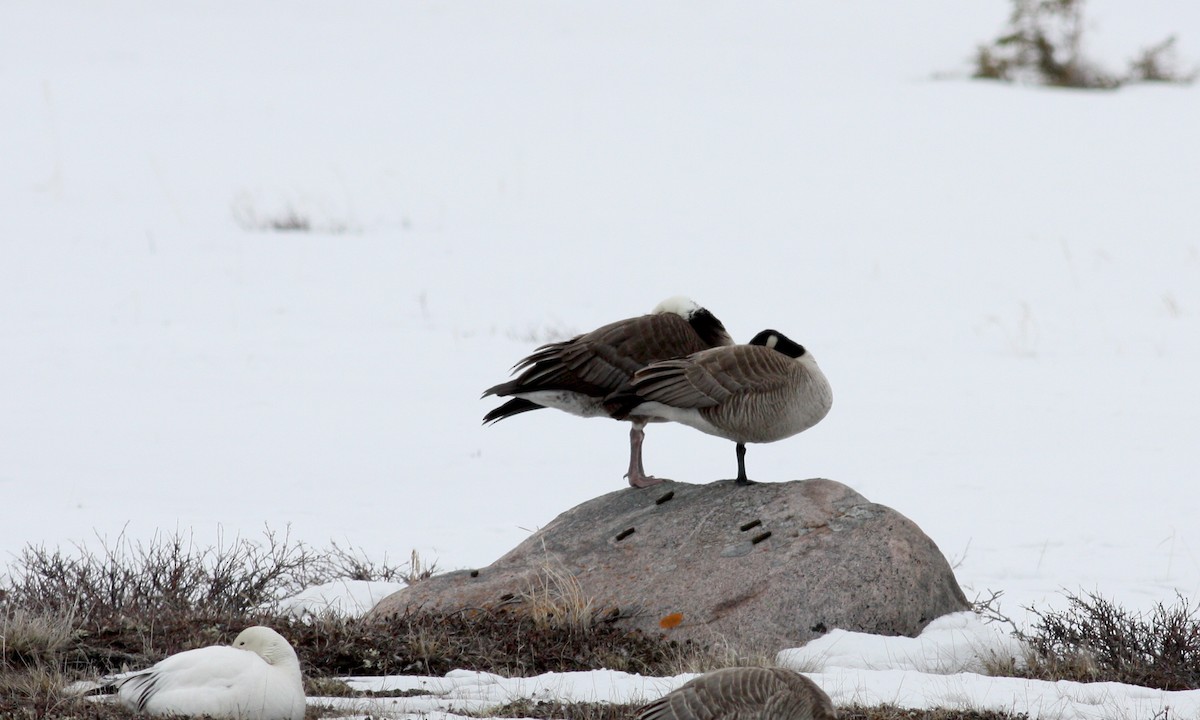 Snow x Cackling Goose (hybrid) - ML52979441