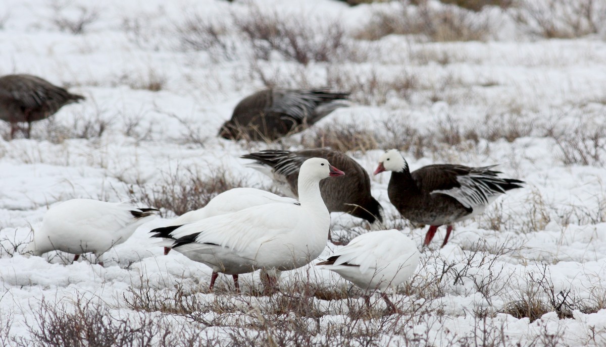 Snow x Ross's Goose (hybrid) - ML52979451