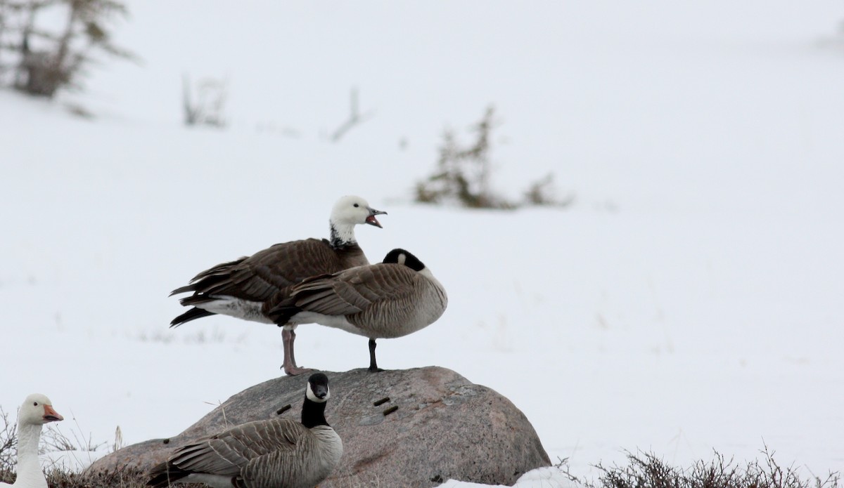Snow x Cackling Goose (hybrid) - Jay McGowan
