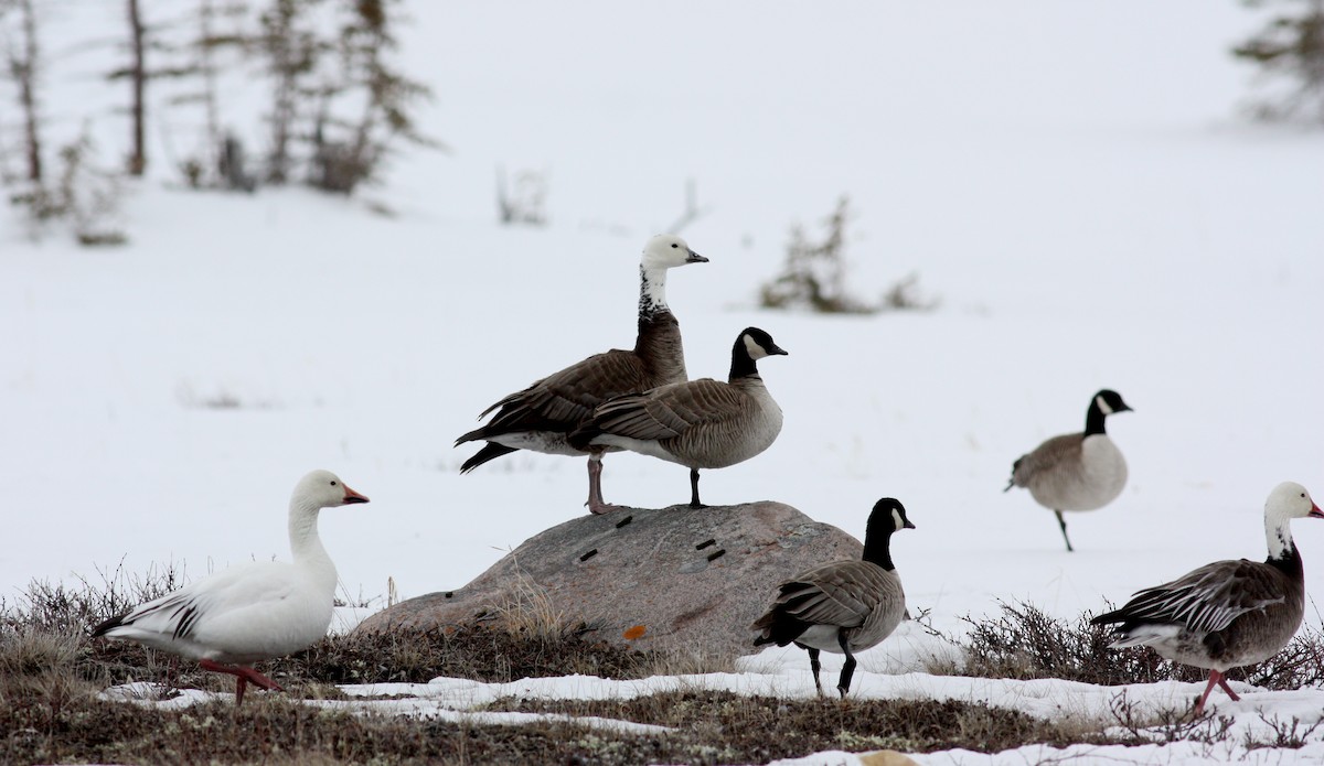 Snow x Cackling Goose (hybrid) - ML52979531